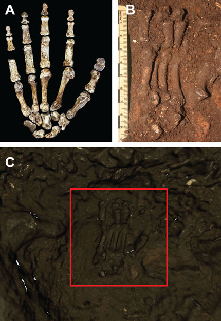Homo naledi hand shown in ground and as a 3D scan in ground